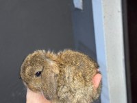 Hollanda Mini Ve Cüce Yavru Tavşanlar Her Yere Gönderim