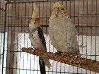 Acil satılık çift ve dişi sultan papağanı