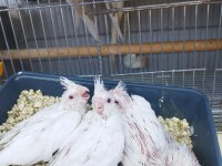 Anne Heavy Baba Albino Sultan Papağanı