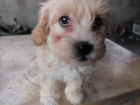 Küçük Boy Maltipoo