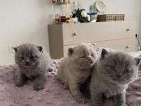 British Shorthair Yavru Kedi