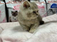 Irkının En İyi Örneklerinden British Kediler Yuvaya Hazır