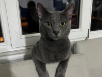 British shorthair oğlumuza eş arıyoruz