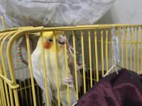 Sultan Papağanı 3 Yaşında Gayet Akıllı Konuşuyor