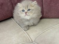 British Longhair Yavru Kedilerimiz