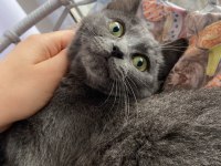 Sevgi Dolu Uysal Russian Blue