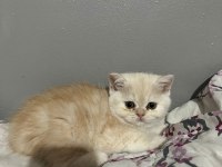 İran Persian Cinsi İki Adet Dişi Yavru