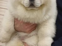 Kusursuz Chow Chow Yavrusu Köpeğimiz