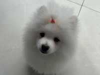 Ayı surat pomeranian boo