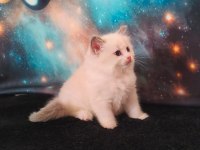 Derin Gözlü Ragdoll Kedimiz