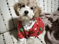 Dişi Toy Poodle 6 Aylık