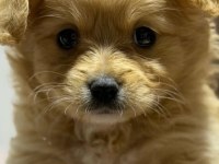 Maltipoo 3 aylık yavru