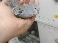 Prehistoricpets garantisi ile muhabbet kuşları