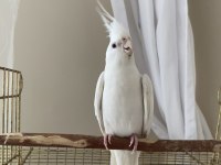 Albino Sultan Papağanı Cinnamon