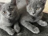 British Shorthair 3 Aylık Dişi Kedimiz