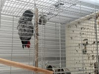 Üst Düzey Jako Papağanı