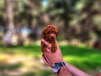 Toy Poodle Mı İstemiştiniz