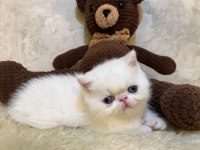 İddia ediyorum böyle güzel iran kedisi yok