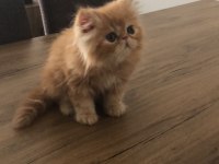 2 aylık iran persian