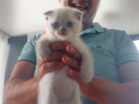 2 adet scottish 1 adet british