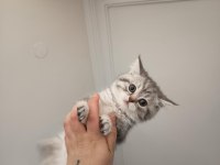 Yavru ve minik kedimiz