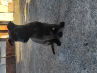 Koyu renk malinois köpekler