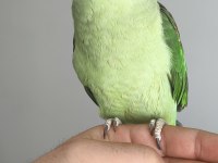 Alexander Papağanımız Coco