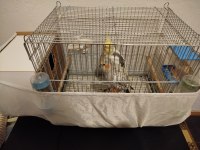 Eş Sultan Papağanı