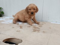 Safkan Golden Retriever Yavrularımız Sahiplendirilecektir