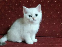 British Shorthair Kedileri