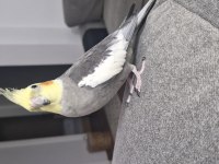 Sultan papağanı takım