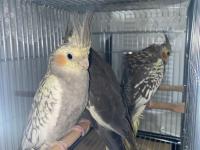 2 aylık sultan papağanı