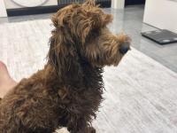 Safkan Toy Poodle 9 Aylık