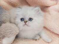 British Longhair Bayram Şekerleri