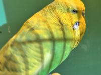 Jumbo Muhabbet Kuşu Çifti