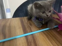 Dişi british shorthair