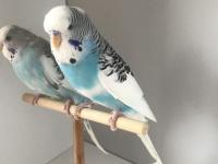 Bulut Mavisi Takım Muhabbet Kuşlar