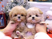 Mükemmel Maltipoo Yavruları