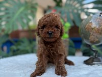 Teslime Hazır 2 Aylik Kore Poodle Bebekler