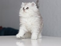 Full Şecereli Babadan Teslime Hazır British Longhair Dişi