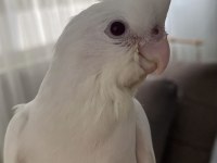 Yavru Sultan Papağanları