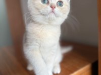 Muhteşem Göz Rengine Sahip Safkan British Yavru