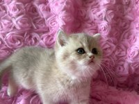 Dişi Bebek Kedim Sahibini Bekliyor