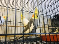 Sultan Papağanımız