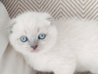 Sahiplendirme maviş gözlü scottish fold