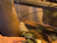 Kırmızı Yanak Singapur Kaplumbağası