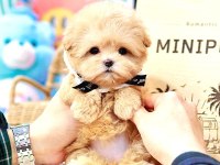 Toy Poodle Birbirinden Güzel Köpekler