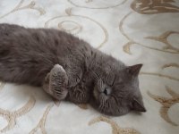 5 Yaşındaki British Longhair Oğlumuza Yeni Yuva Arıyoruz