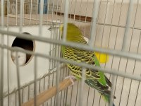 Yumurtalı Çift Sağlam Kan Muhabbet Kuşu