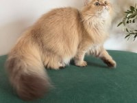 British Longhair Kızlar